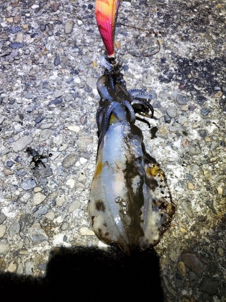 広川町でのエギング　小型でした