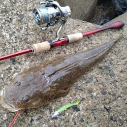 サーフでマゴチ