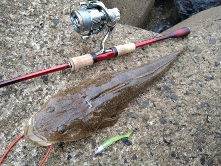 サーフでマゴチ