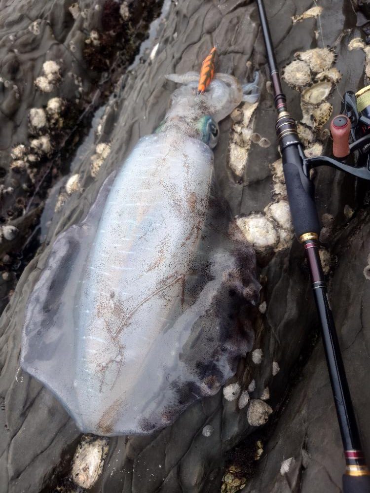 快晴エギングIN対馬