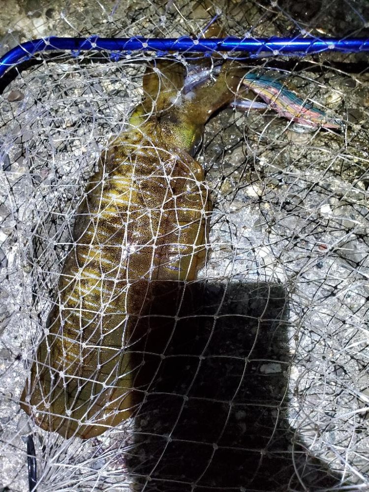 アオリイカ　絶好調