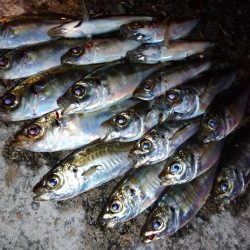 豆アジリベンジ