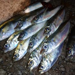 今夜も豆アジ修行