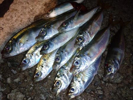 今夜も豆アジ修行