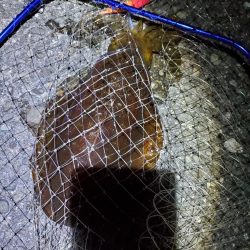 広川町リベンジ　良型ゲット