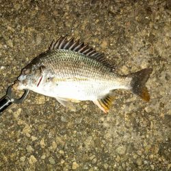 何とか釣れた…