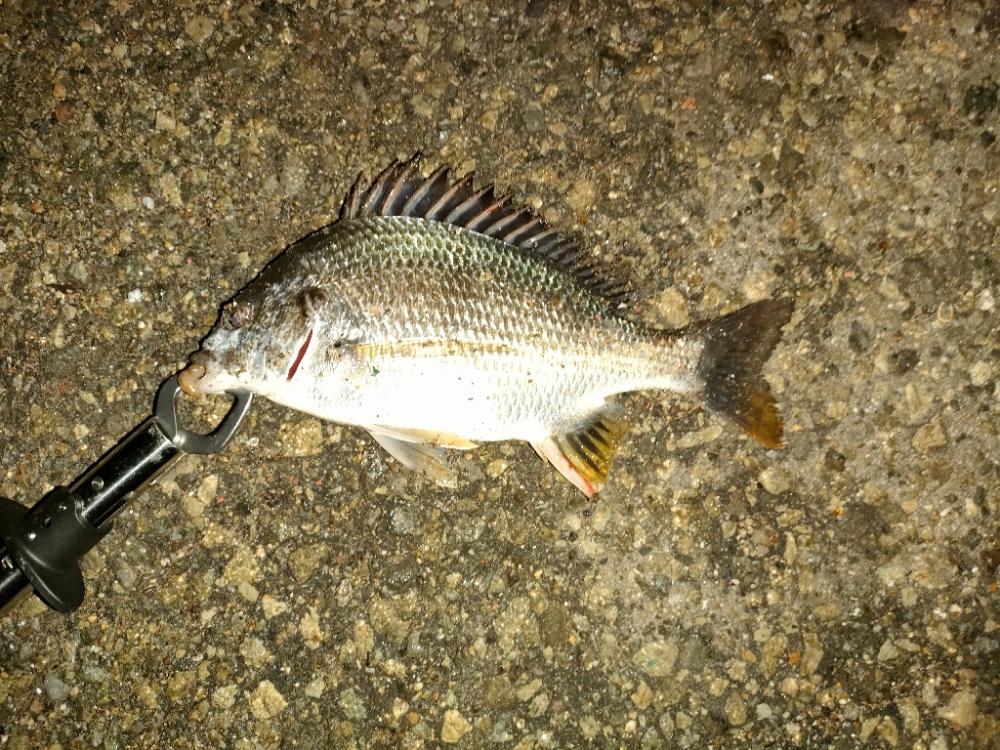 何とか釣れた…