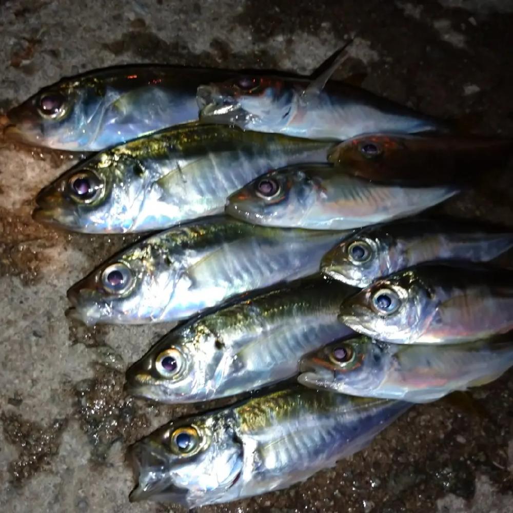 今夜も悶絶豆アジング