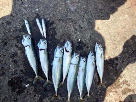 バースデーフィッシング