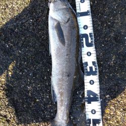 夏デイシーバス