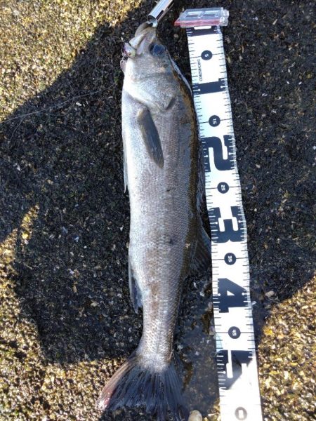 夏デイシーバス