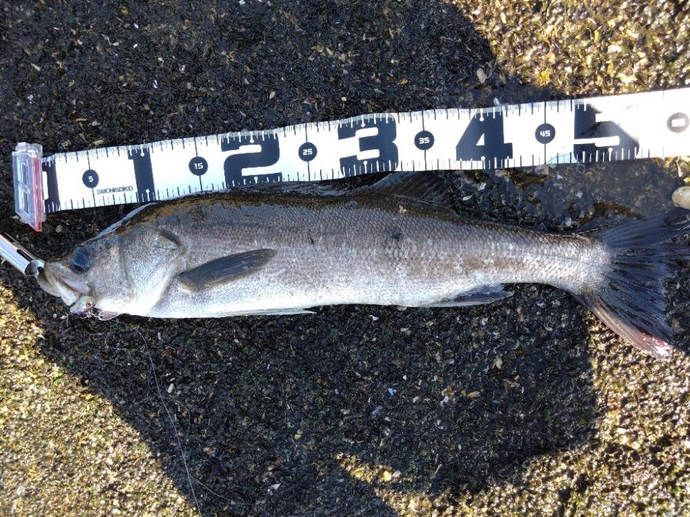 夏デイシーバス