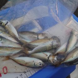 アジ狙いのサビキ釣り🎣