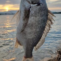 チンニング　ショートバイト多し