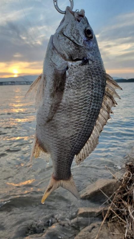チンニング　ショートバイト多し
