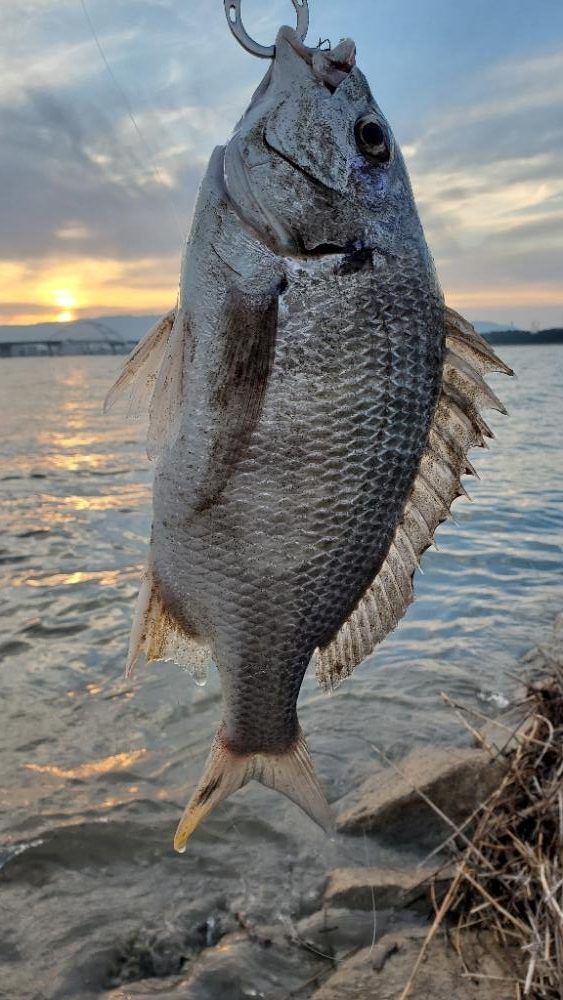 チンニング　ショートバイト多し