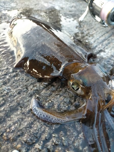 夕まずめのタイミングで