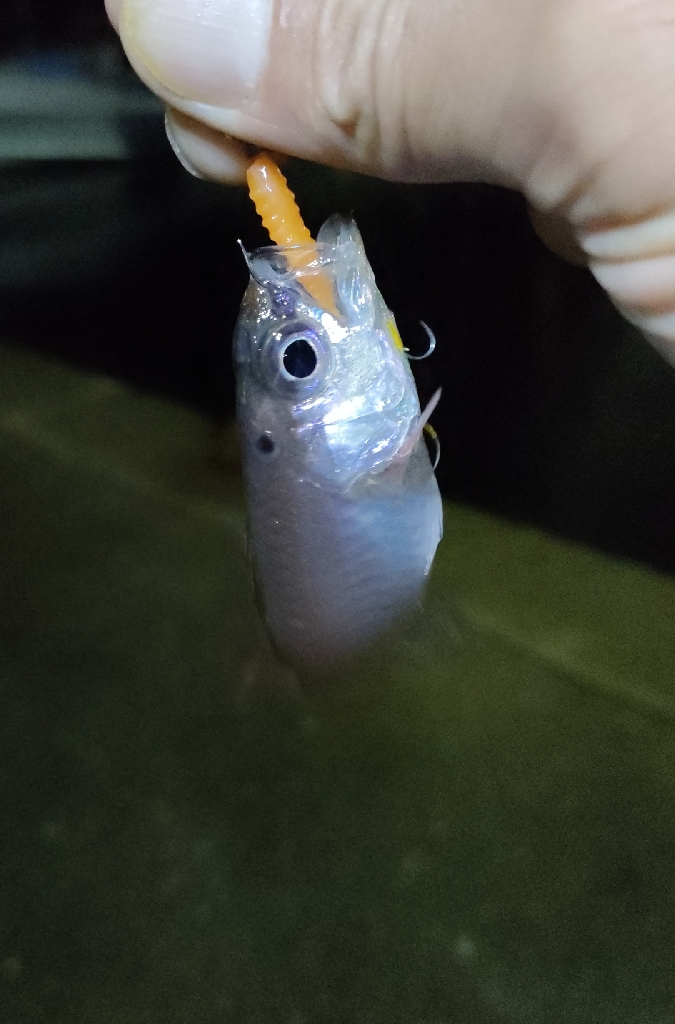 南紀釣りツーリングキャンプ