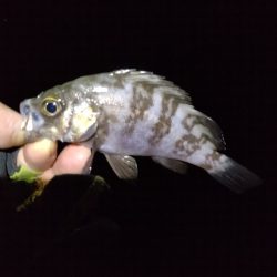 まだ、いける。