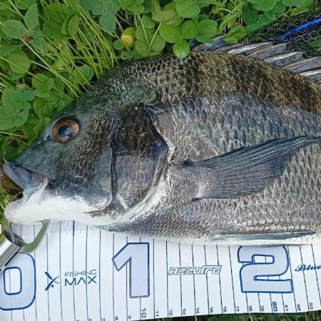 夏の暑い日中チヌ