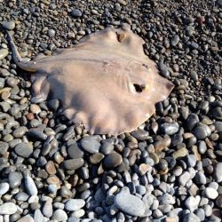 2年振りの、煙樹ヶ浜での釣行でエイがヒット…