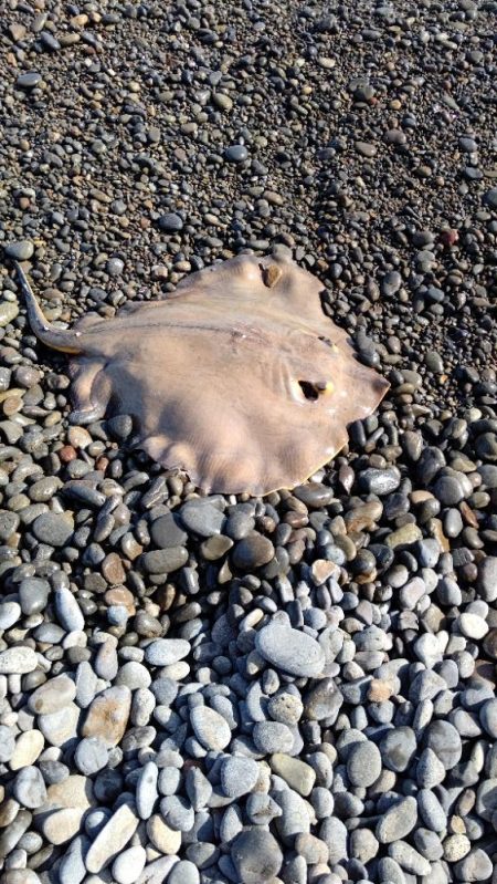 2年振りの、煙樹ヶ浜での釣行でエイがヒット…