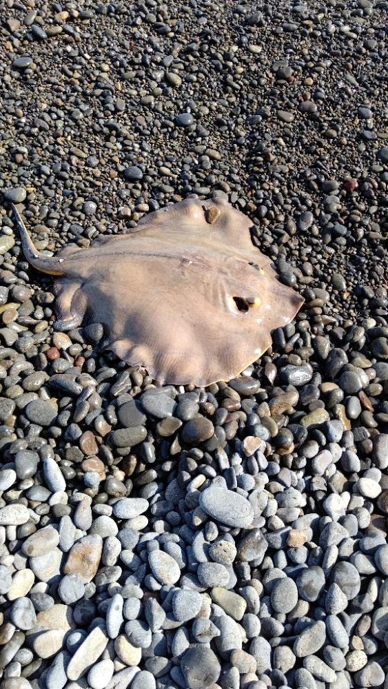 2年振りの、煙樹ヶ浜での釣行でエイがヒット！