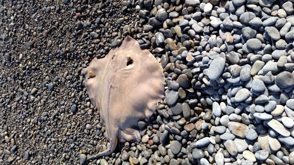 2年振りの、煙樹ヶ浜での釣行でエイがヒット…