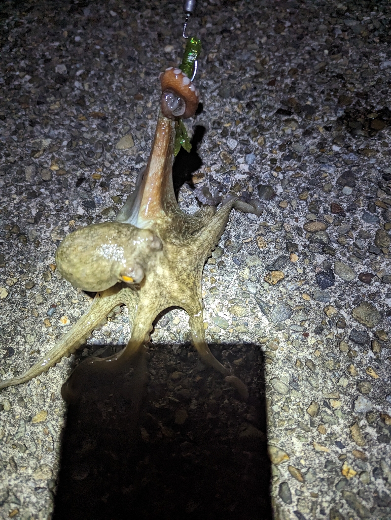 陸っぱり釣行記