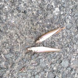 今年最多、17尾キス(^o^)v