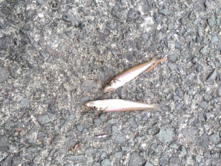 今年最多、17尾キス(^o^)v