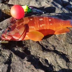 絞り出したアカハタ