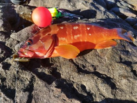 絞り出したアカハタ