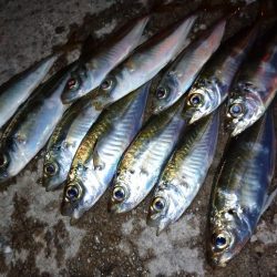 今夜も豆アジング