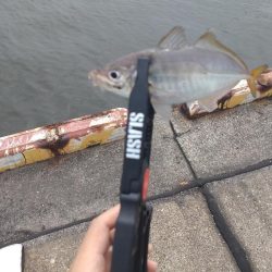 南港アジングす