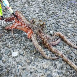 3度目の波止タコ