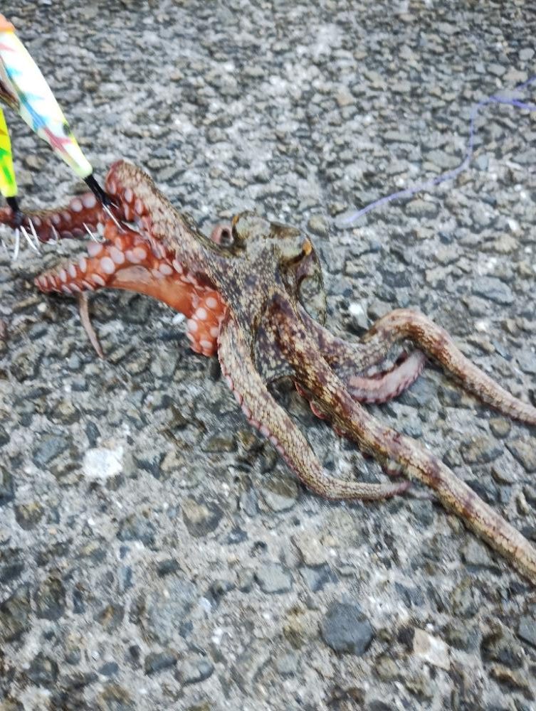 3度目の波止タコ