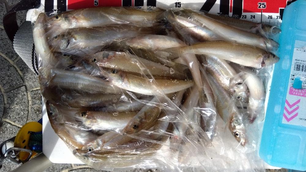 大塩海岸のキス釣り