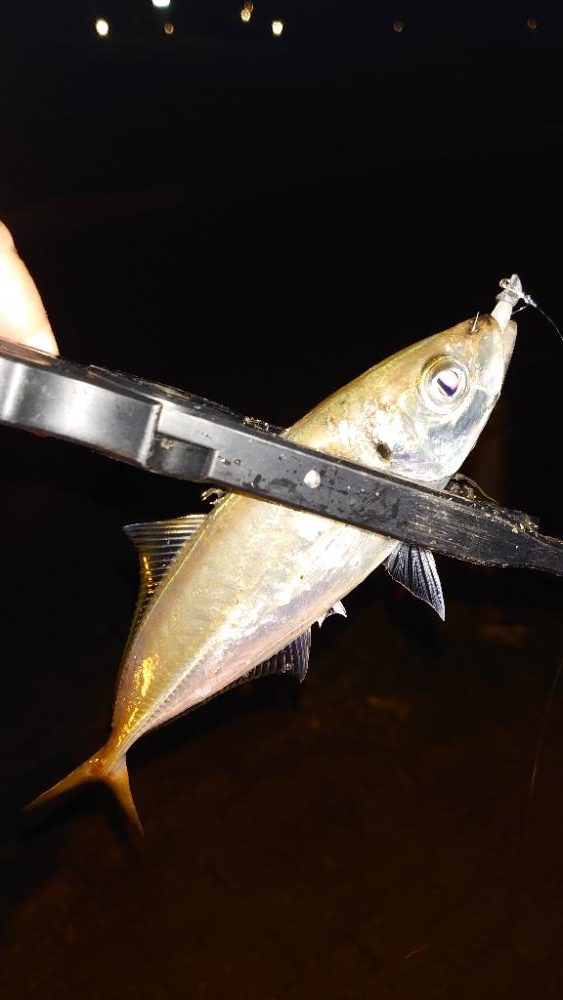 ガッシーは裏切らない！