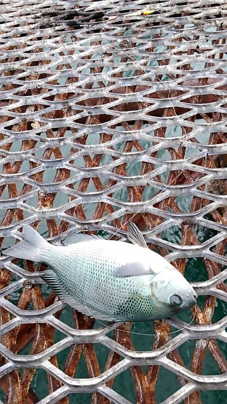 フカセ練習中、初ミニグレGET♪