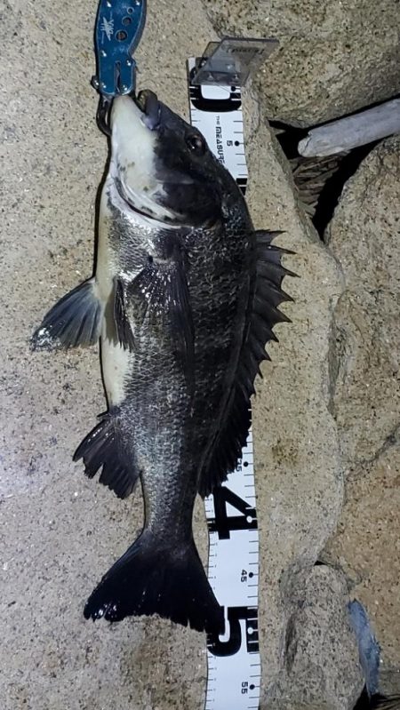 淀川半夜チニングで久々の50アップ