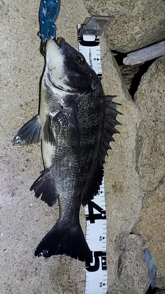 淀川半夜チニングで久々の50アップ