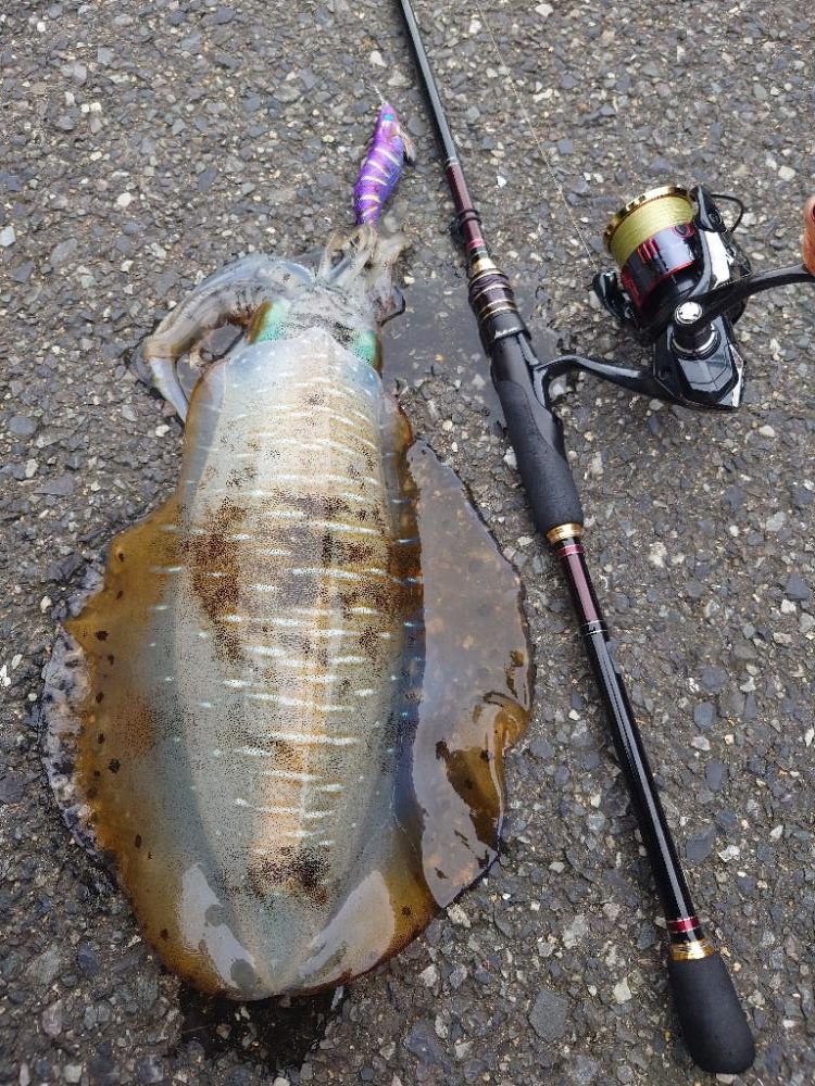 雨後エギングIN対馬