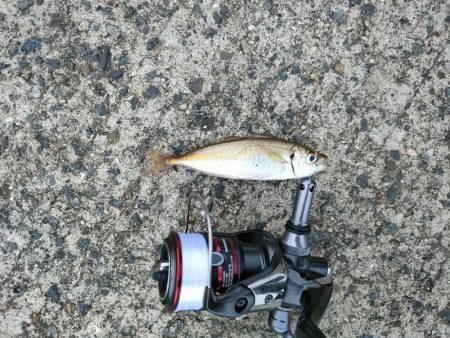 釣りって難しい