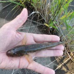 ハゼ釣り～ヒネ？