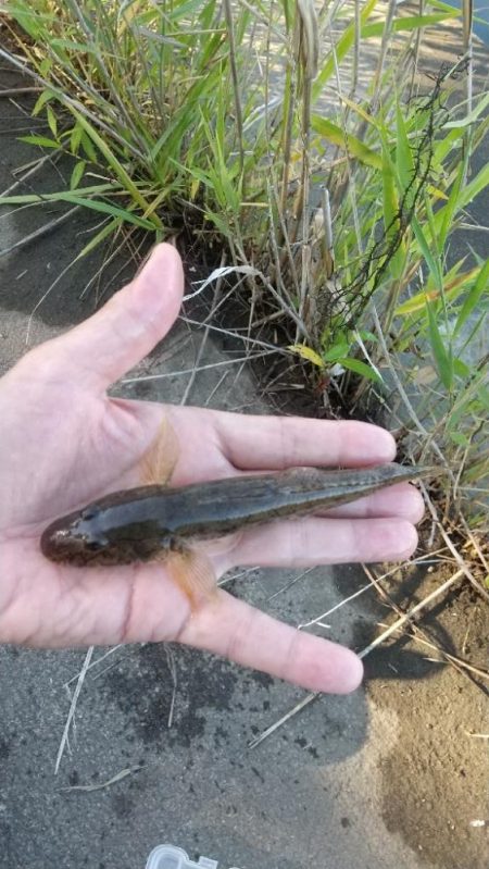 ハゼ釣り～ヒネ？