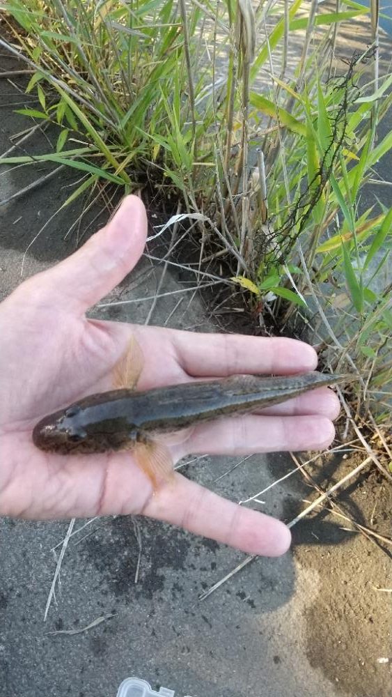 ハゼ釣り～ヒネ？