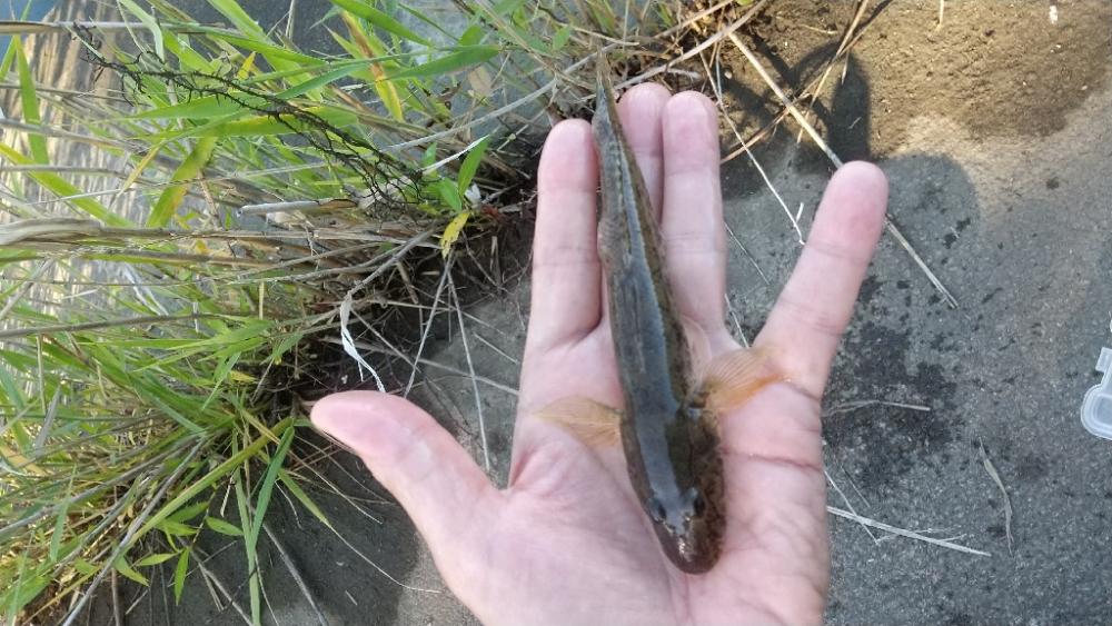 ハゼ釣り～ヒネ？