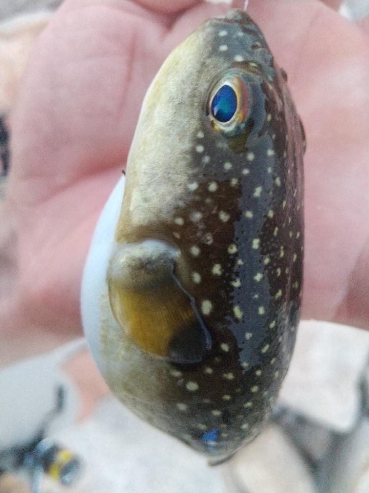 久しぶりのイソメで