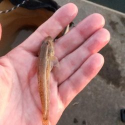 ハゼ釣り～暑い‼࿠…